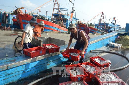 Ngư dân Đà Nẵng tất bật vươn khơi những ngày giáp Tết